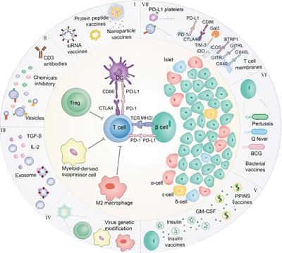 Leverage biomaterials to modulate immunity for type 1 diabetes